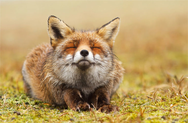 臥底好久終於拍到! 攝影師記錄「狐狸自己玩得很開心」:表情是國寶❤