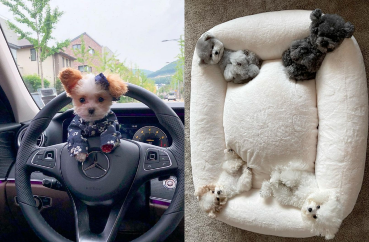 )袖珍犬睡大床 竟能「一隻睡一角」!