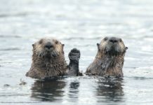 雨水鹹鹹?野生動物「搞笑攝影獎」出爐 每年都要被牠們逗樂