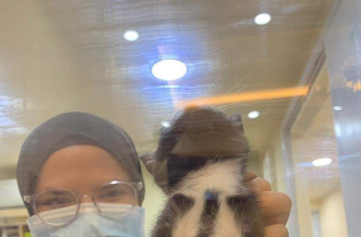 一副上班樣!小貓咪出生「自帶西裝打領帶」 配一臉傲氣:喵界霸道總裁♡