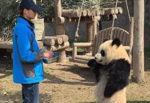 飼育員餵飯遲到! 傲嬌熊貓「手叉腰森77」抱怨:人家等那麼久都餓了~